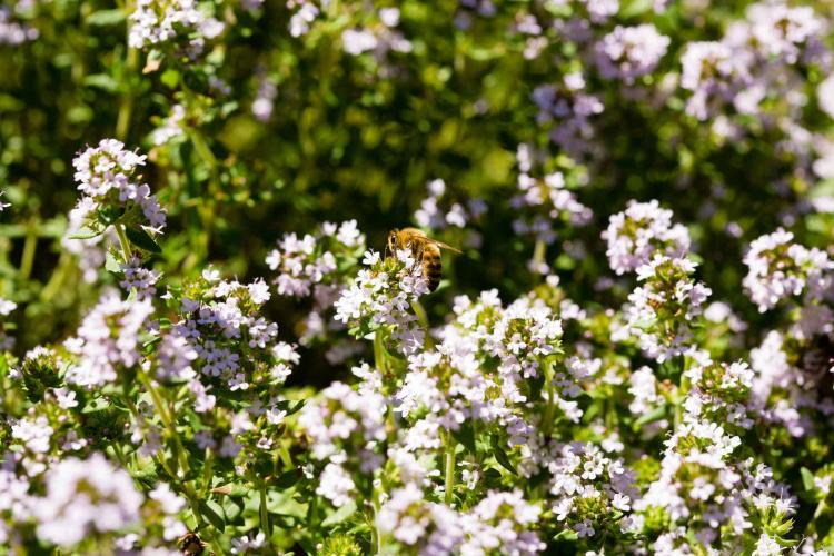 Bi på timian